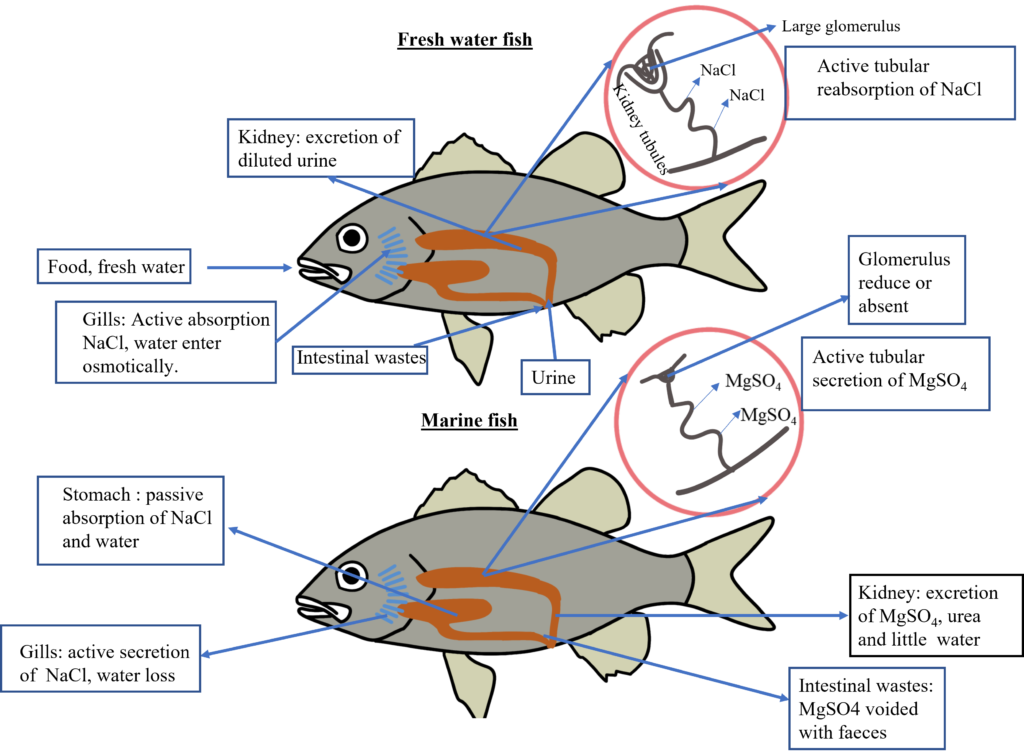 osmoregulation