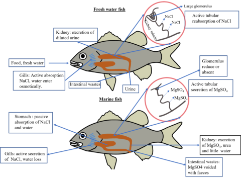 Osmoregulation in Animals - BioProf