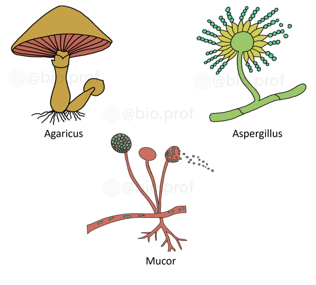 biological classification: example of fungi: Agaricus, Aspergillus, Mucor