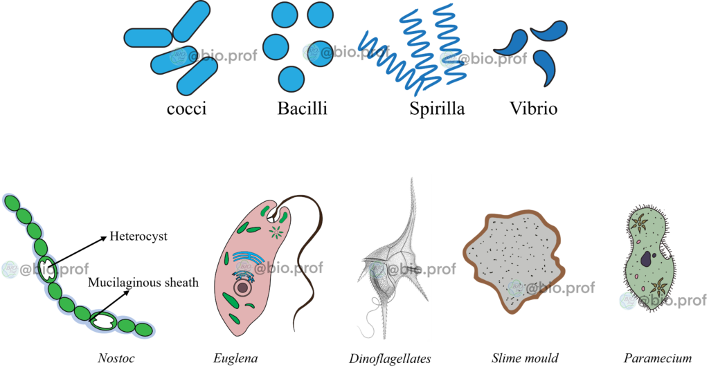 biological_classificatin_1