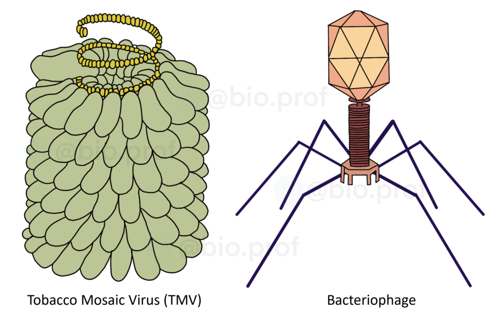 biological classification: example of virsus, Tobacco mosaic virus (TMV) and bacteriophage