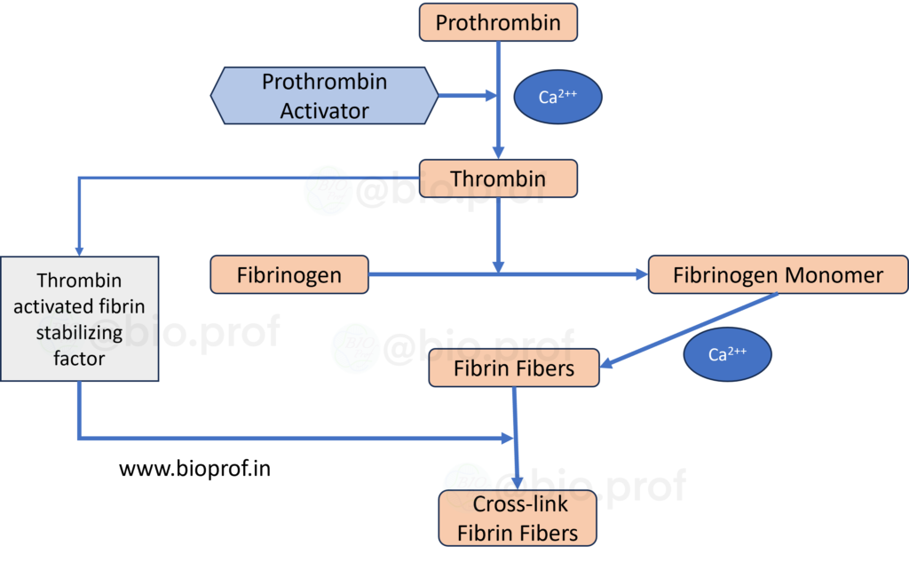 Hemostasis:  Blood clotting common pathway, conversion of prothrombin to thrombin