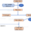 Hemostasis: Formation of a Platelet Plug and Blood clotting